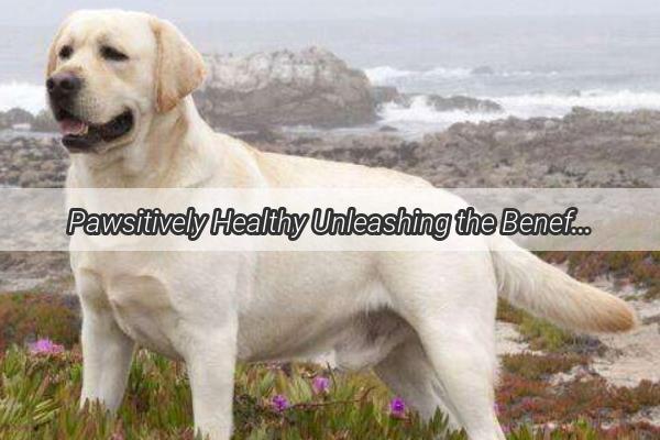 Pawsitively Healthy Unleashing the Benefits of Fruits and Veggies for Your Canine Companion